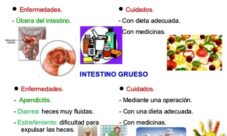 Como cuidar el intestino delgado