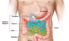 Partes del intestino delgado