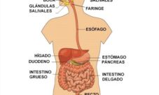 ¿A qué sistema pertenece el intestino delgado?