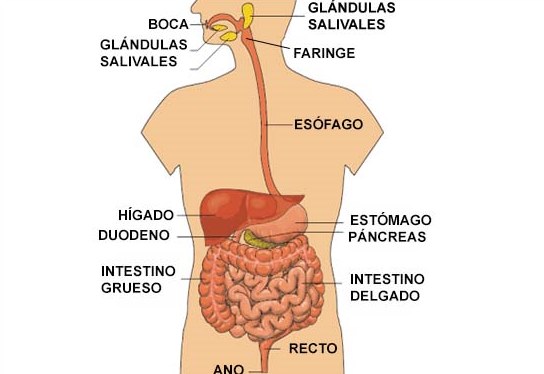 ¿A qué sistema pertenece el intestino delgado?