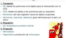 Función de la sangre en el sistema circulatorio