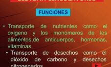 Sustancias que transporta el sistema circulatorio