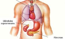 Anatomía del sistema endocrino