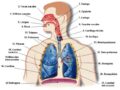 Anatomía del sistema respiratorio