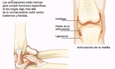 Articulaciones y ligamentos del sistema óseo