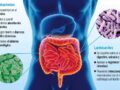 Bacterias beneficiosas para la flora intestinal