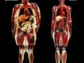 ¿Cómo afecta la obesidad al sistema óseo?