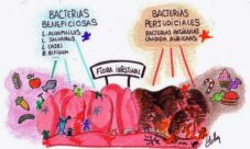 ¿Cómo esta formada la flora intestinal?