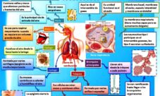 Fisiología del sistema respiratorio