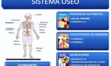Generalidades de los huesos del sistema óseo