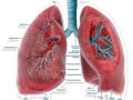 ¿Cuál es el órgano principal del sistema respiratorio?
