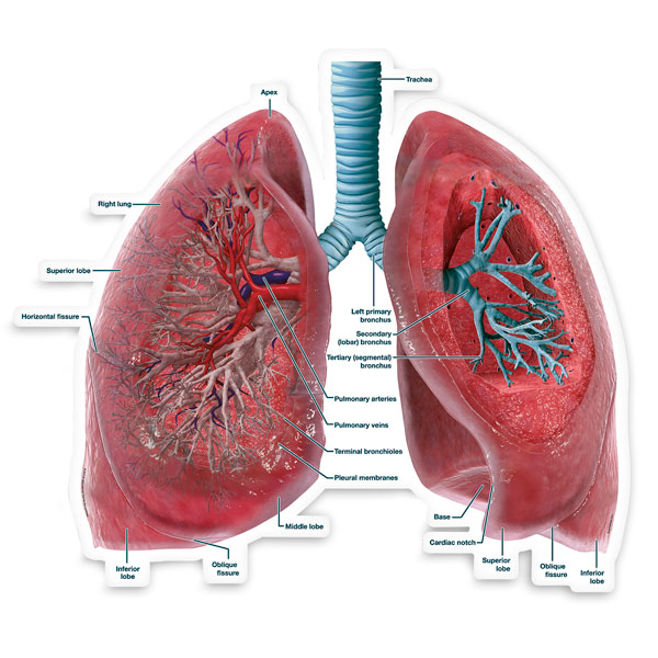 ¿Cuál es el órgano principal del sistema respiratorio?