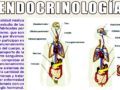 ¿Qué estudia la endocrinología?