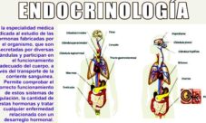 ¿Qué estudia la endocrinología?