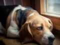 ¿Cómo restablecer la flora intestinal en perros?