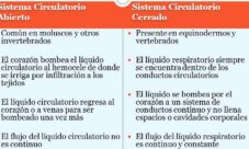¿Qué es el sistema circulatorio abierto y cerrado?
