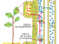 Sistema circulatorio de las plantas