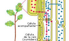 Sistema circulatorio de las plantas