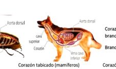 Sistema circulatorio de los animales