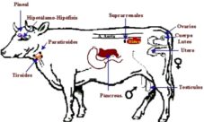 Sistema endocrino de los animales