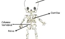 Qué es el sistema óseo para niños