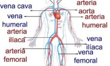 Principales venas y arterias del sistema circulatorio
