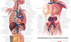 Anatomía y Fisiología del sistema linfático