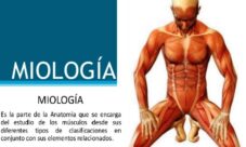 ¿Cuál es la ciencia que estudia el sistema muscular?
