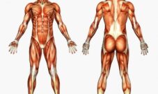 ¿Dónde se encuentra el sistema muscular?