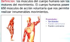 ¿Qué son los músculos y cuál es su función?