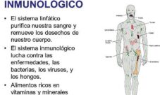 Como se relaciona el sistema linfático con el inmunológico