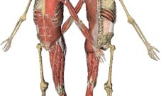 ¿Cómo se relaciona el sistema muscular y el sistema óseo?