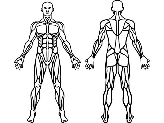 Unos de los sistemas más grandes del cuerpo humano es el sistema muscular, no solo es uno de los sistemas más notorios, si no también que posee uno de los trabajos más esenciales del cuerpo humano y este es el movimiento. No obstante, muchos de nosotros nos preguntaremos o nos preguntamos alguna vez ¿qué es el sistema Muscular? En pocas palabras, el sistema muscular no es más que aquel sistema que permite que el sistema esquelético o el esqueleto humano se movilicen y se mantenga firme. Por otra parte este también es el que le da la forma al cuerpo. Por otro lado cabe destacar, que el sistema muscular en los vertebrados, los músculos son controlados por el sistema nervioso, sin embargo, existen músculos que pueden funcionar de manera autónoma, como es el musculo cardiaco. Es muy importante la función que cumple el sistema muscular en nuestro organismo, es por esto que es necesario que lo conozcamos completamente. En este artículo les presentamos una serie de dibujos para colorear, con el fin de que aprendamos cada parte del sistema muscular y aprender más rápido coloreando. A continuación, les presentaremos diversas imágenes que podrán observar del sistema muscular para ser coloreados, ya sean por infantes o diferentes estudiantes de esta materia. Dibujo numero 1 En esta imagen se puede observar detalladamente cada musculo que compone el cuerpo humano, dicha imagen detalla nombra cada musculo reconocido en esta imagen. Aquí podemos ver una diversidad de músculos como; los bíceps, tríceps, deltoides, entre otros. Cabe destacar que dicha imagen está escrita en el idioma de inglés. No obstante, es un buen ejemplo para colorear y saber más del sistema muscular y en como este está dividido. Dibujo Numero 2 Podemos visualizar una imagen del cuerpo de un joven en donde podemos apreciar el sistema muscular que este posee, dicha imagen no presenta los nombres de estos musculos. Simplemente esta imagen presenta los musculos detalladamente para ser dibujados. Teniendo ya el contraste necesario para denotar la profundidad o color de dichos musculos. Por otra parte esta imagen presenta una peculiaridad, presenta parte del sistema oseo del cuerpo humano, por ende, esto quiere decir que en el cuerpo humano el sistema muscular y el oseo trabajan juntos para conseguir la movilizacion del mismo. Dibujo numero 3 Este caso no presenciamos una sola imagen si no dos, no obstante se ennumero como la misma debido a que estas imágenes pertenecen al mismo autor y es el mismo personaje, solamente que invertido. Aquí podemos observar la primera imagen de forma frontal, en donde nos muestra las divisiones de los musculos, de fomar que podamos dibujarlos detalladamente, dichos musculos se pueden observar apartir de la garganta hasta los pies. En otra imagen que esta de forma trasera, pasa lo mismo, sin embargo como bien se dijo podemos visualizar la parte de atrás de la primera imagen. Cada imagen es nombrada respectivamente a los musculos que estos marcan, haciendo asi mas comprensible este contenido. Cabe destacar que el nombramiento de estos musculos esta escrito en el idioma ingles. Dibujo Numero 4 Aquí podemos obserbar el sistema muscular de un jover de poca edad y de baja estatura, aproximadamente con una edad de 10 años, esta imagen ya es algo mas compredible para los infantes. Podemos observar que en esta imagen no se muestran los musculos tan detalladamente como en otras ocasiones. No obstante es preciso para que un niño o joven pueda comprender el cuerpo humano y dibujar el mismo. Tambien podemos destacar que esta imagen tiene dos caras una frontal y otra trasera, dicha imagen nombra trata de nombrar la mayoria de los musculos visibles tanto frontal como trasera. Por otra parte se puede mencionar que dichos nombres estan escritos en el idioma Español, para asi ser mas comprendible para los niños de edad baja.