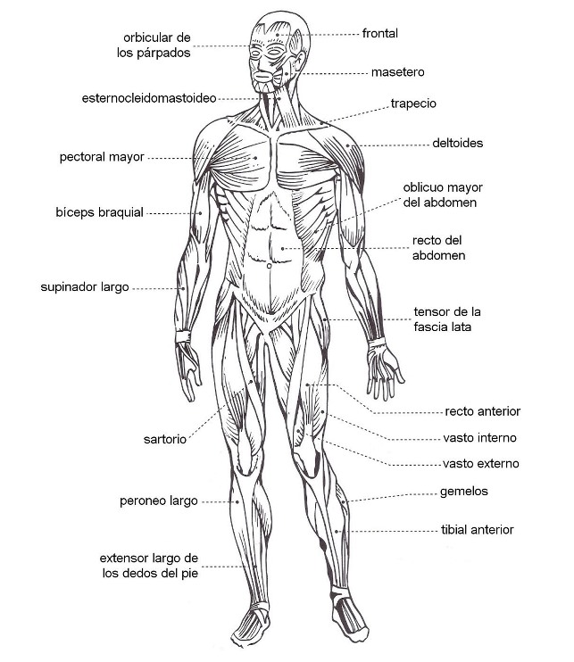 Unos de los sistemas más grandes del cuerpo humano es el sistema muscular, no solo es uno de los sistemas más notorios, si no también que posee uno de los trabajos más esenciales del cuerpo humano y este es el movimiento. No obstante, muchos de nosotros nos preguntaremos o nos preguntamos alguna vez ¿qué es el sistema Muscular? En pocas palabras, el sistema muscular no es más que aquel sistema que permite que el sistema esquelético o el esqueleto humano se movilicen y se mantenga firme. Por otra parte este también es el que le da la forma al cuerpo. Por otro lado cabe destacar, que el sistema muscular en los vertebrados, los músculos son controlados por el sistema nervioso, sin embargo, existen músculos que pueden funcionar de manera autónoma, como es el musculo cardiaco. Es muy importante la función que cumple el sistema muscular en nuestro organismo, es por esto que es necesario que lo conozcamos completamente. En este artículo les presentamos una serie de dibujos para colorear, con el fin de que aprendamos cada parte del sistema muscular y aprender más rápido coloreando. A continuación, les presentaremos diversas imágenes que podrán observar del sistema muscular para ser coloreados, ya sean por infantes o diferentes estudiantes de esta materia. Dibujo numero 1 En esta imagen se puede observar detalladamente cada musculo que compone el cuerpo humano, dicha imagen detalla nombra cada musculo reconocido en esta imagen. Aquí podemos ver una diversidad de músculos como; los bíceps, tríceps, deltoides, entre otros. Cabe destacar que dicha imagen está escrita en el idioma de inglés. No obstante, es un buen ejemplo para colorear y saber más del sistema muscular y en como este está dividido. Dibujo Numero 2 Podemos visualizar una imagen del cuerpo de un joven en donde podemos apreciar el sistema muscular que este posee, dicha imagen no presenta los nombres de estos musculos. Simplemente esta imagen presenta los musculos detalladamente para ser dibujados. Teniendo ya el contraste necesario para denotar la profundidad o color de dichos musculos. Por otra parte esta imagen presenta una peculiaridad, presenta parte del sistema oseo del cuerpo humano, por ende, esto quiere decir que en el cuerpo humano el sistema muscular y el oseo trabajan juntos para conseguir la movilizacion del mismo. Dibujo numero 3 Este caso no presenciamos una sola imagen si no dos, no obstante se ennumero como la misma debido a que estas imágenes pertenecen al mismo autor y es el mismo personaje, solamente que invertido. Aquí podemos observar la primera imagen de forma frontal, en donde nos muestra las divisiones de los musculos, de fomar que podamos dibujarlos detalladamente, dichos musculos se pueden observar apartir de la garganta hasta los pies. En otra imagen que esta de forma trasera, pasa lo mismo, sin embargo como bien se dijo podemos visualizar la parte de atrás de la primera imagen. Cada imagen es nombrada respectivamente a los musculos que estos marcan, haciendo asi mas comprensible este contenido. Cabe destacar que el nombramiento de estos musculos esta escrito en el idioma ingles. Dibujo Numero 4 Aquí podemos obserbar el sistema muscular de un jover de poca edad y de baja estatura, aproximadamente con una edad de 10 años, esta imagen ya es algo mas compredible para los infantes. Podemos observar que en esta imagen no se muestran los musculos tan detalladamente como en otras ocasiones. No obstante es preciso para que un niño o joven pueda comprender el cuerpo humano y dibujar el mismo. Tambien podemos destacar que esta imagen tiene dos caras una frontal y otra trasera, dicha imagen nombra trata de nombrar la mayoria de los musculos visibles tanto frontal como trasera. Por otra parte se puede mencionar que dichos nombres estan escritos en el idioma Español, para asi ser mas comprendible para los niños de edad baja.