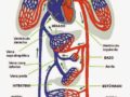 Anatomía del sistema cardiovascular