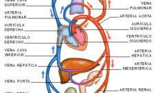 Estructura del sistema cardiovascular