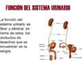 Función del sistema urinario