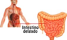 Importancia del intestino delgado en la digestión