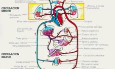 Partes del sistema cardiovascular