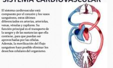 ¿Qué es el sistema cardiovascular?