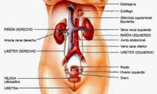 Sistema urinario femenino