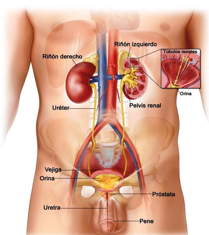 Sistema urinario masculino