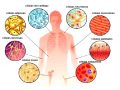 ¿Cuáles son los tipos de células del cuerpo humano?
