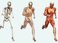 ¿Cuál es la estructura del cuerpo humano?