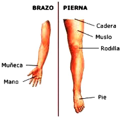 ¿Cuáles son las extremidades del cuerpo humano?