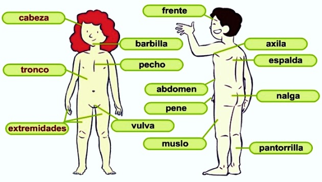 Principales órganos externos del cuerpo humano