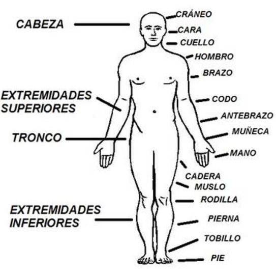 Principales órganos externos del cuerpo humano