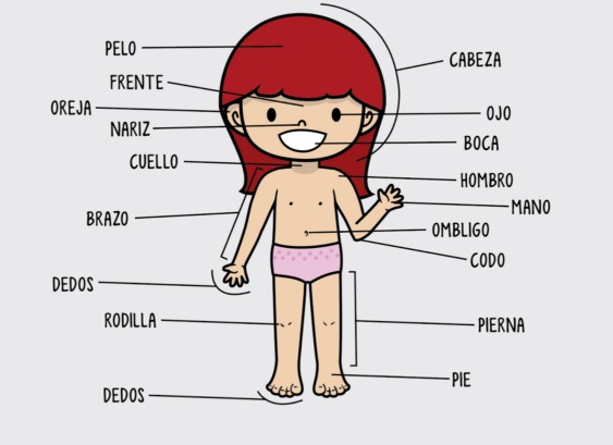 Partes del cuerpo humano para niños