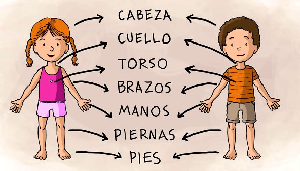 Partes del cuerpo humano para niños