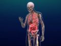¿Por qué el cuerpo humano es un sistema abierto?